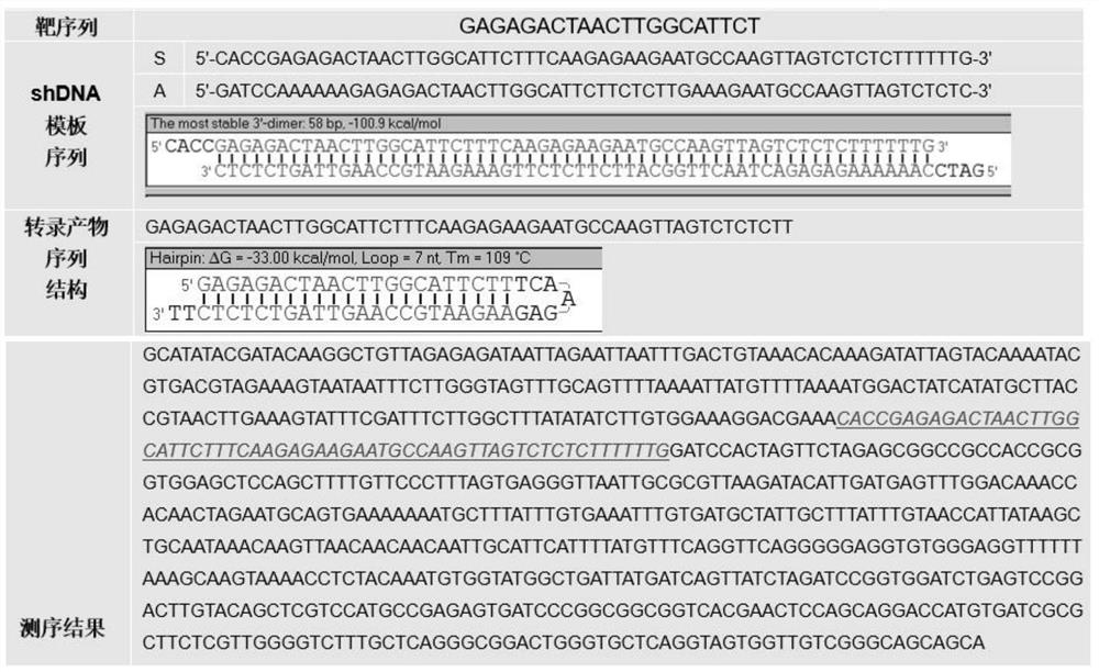 Vector, cell and method for improving developmental rate of yak cloned embryos