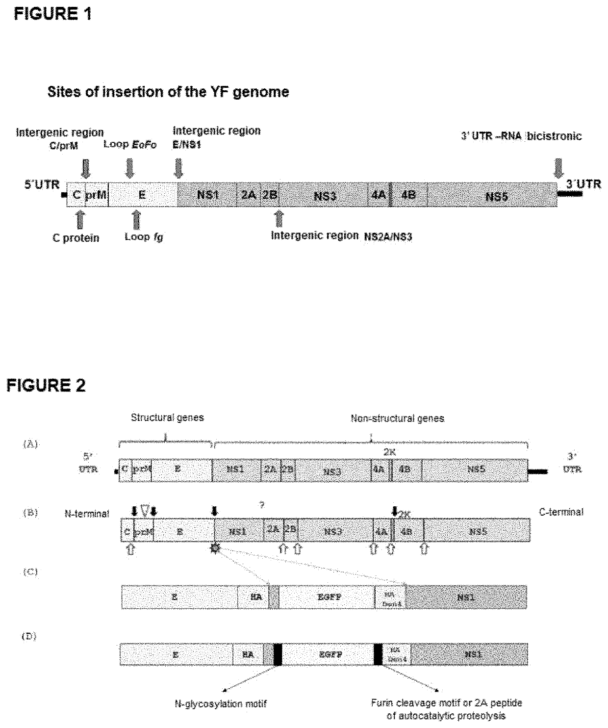 Heterologous expression cassette, DNA construct and vaccine composition to immunize against flavivirus and/or other pathogens