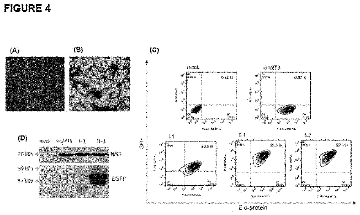 Heterologous expression cassette, DNA construct and vaccine composition to immunize against flavivirus and/or other pathogens