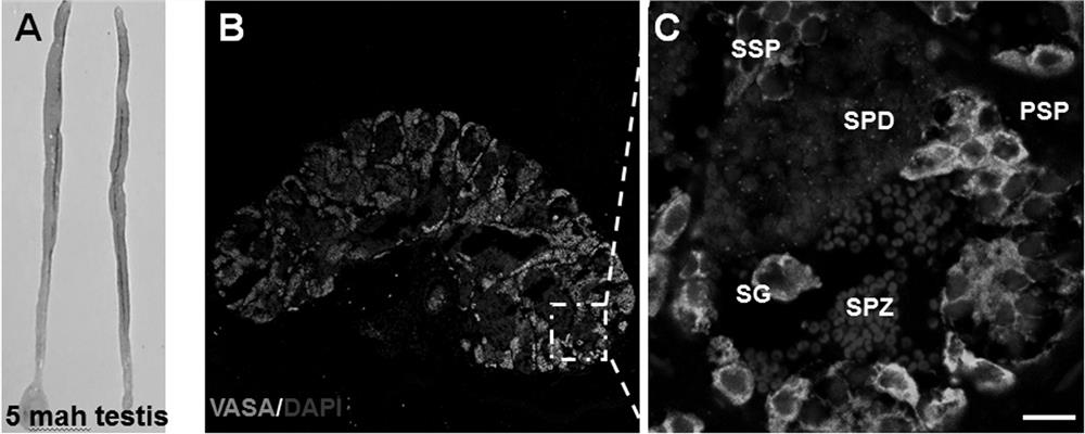 A method for 3D cultured in vitro spermatogonia of Chinese Wutang snakehead to produce functional sperm