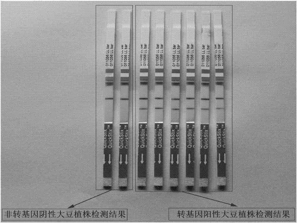 Application of drought resistance relevant soybean protein in drought resistance of soybeans