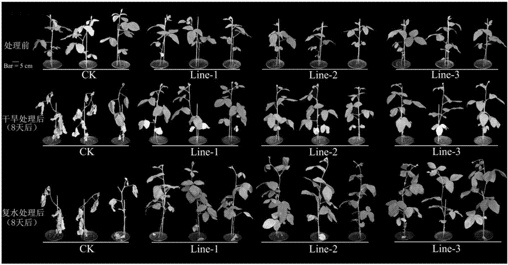 Application of drought resistance relevant soybean protein in drought resistance of soybeans