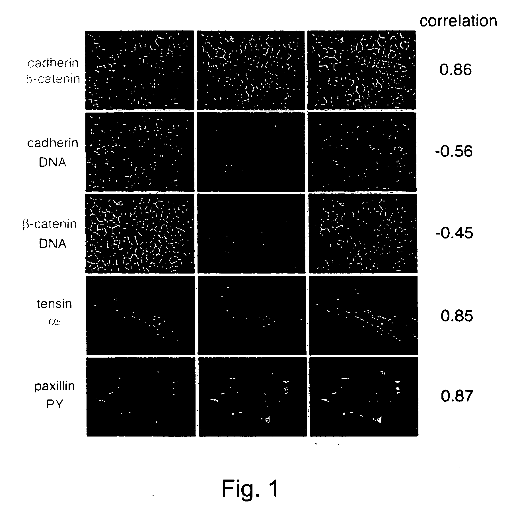 Methods of isolating genes encoding proteins of specific function and of screening for pharmaceutically active agents