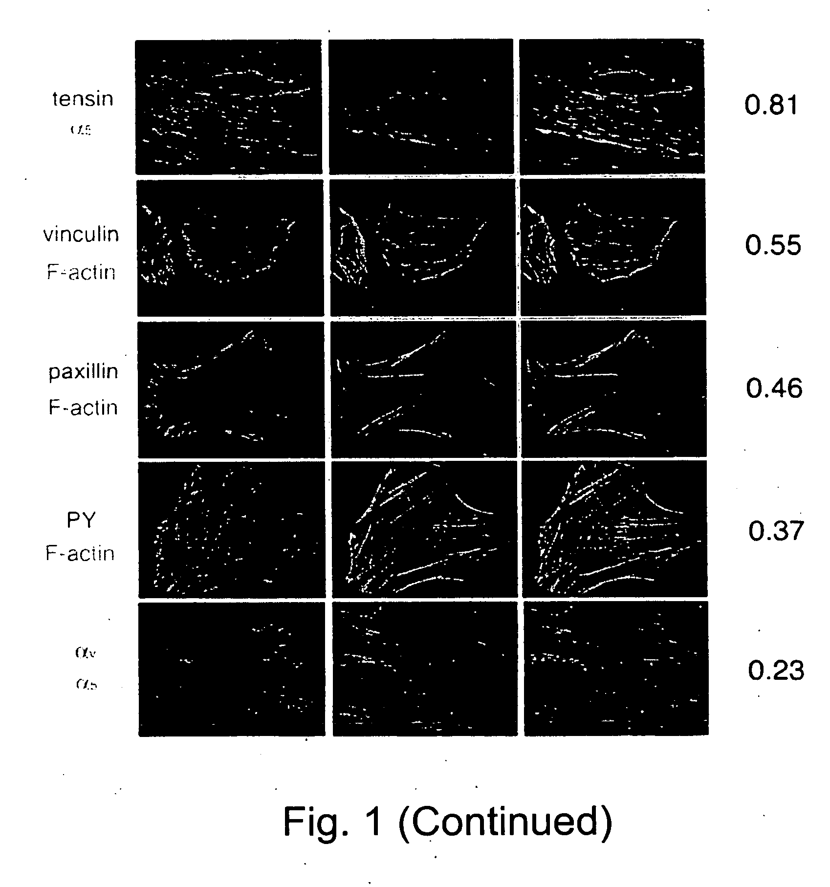 Methods of isolating genes encoding proteins of specific function and of screening for pharmaceutically active agents