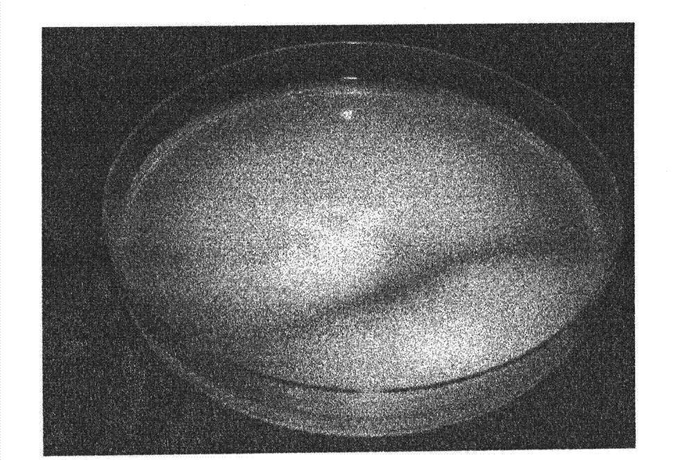 Lecanicillium muscarium strain V-5, pest extermination method using the same, and microorganism pesticide comprising the same