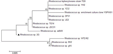 Rhodococcus sp. 2G used for simultaneous degradation of plurality of phthalic acid esters