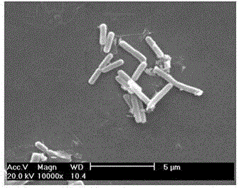 Rhodococcus sp. 2G used for simultaneous degradation of plurality of phthalic acid esters