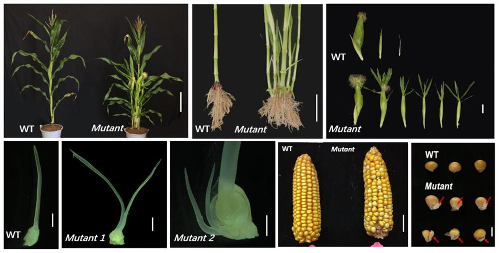 Application of GT1/HB13 gene in regulation and control of non-degeneration and lodging resistance of inferior flower of corn ear