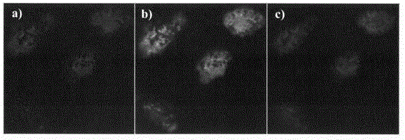 Oridonin fluorescent probe and its preparation method and use in target cell positioning