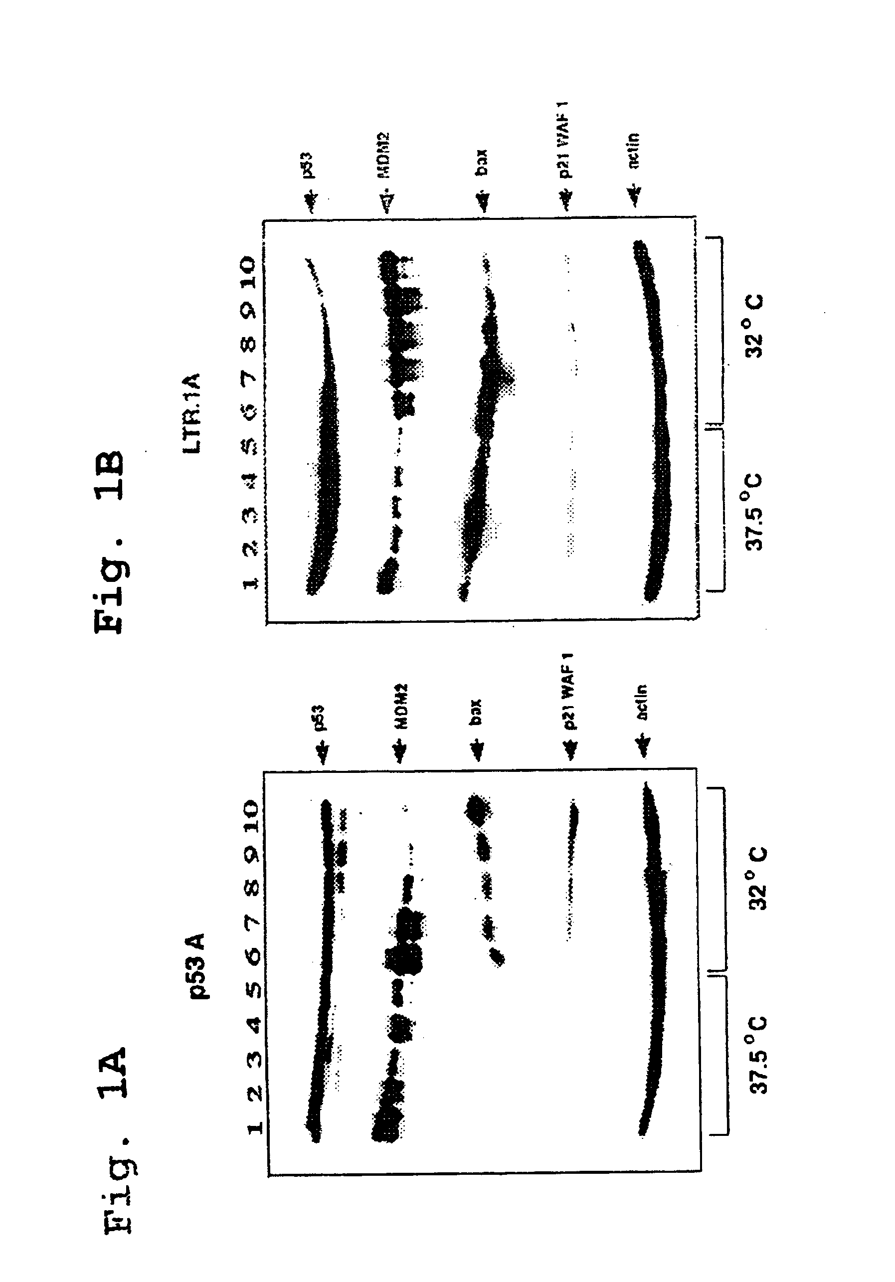 Recombinant cell line and screening method for identifying agents which regulate apoptosis and tumor suppression