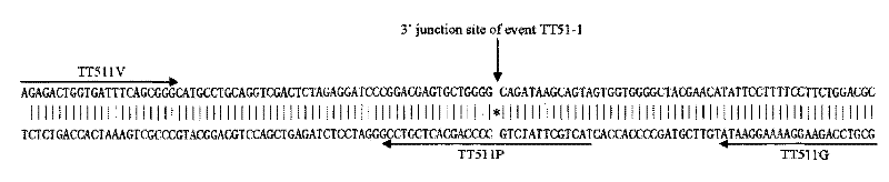 Transgenic rice TT51-1 transformation event foreign vector integration site complete sequence and use thereof