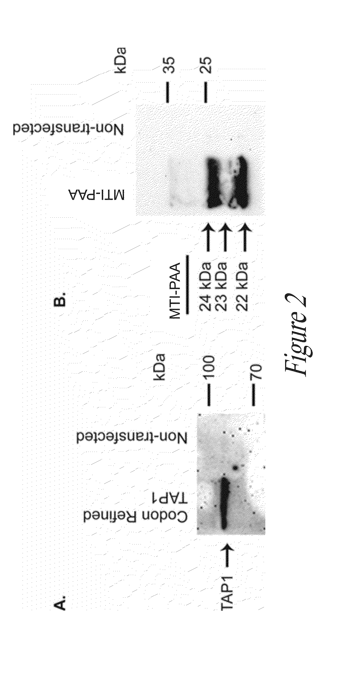 Nucleic acid molecule vaccine compositions and uses thereof
