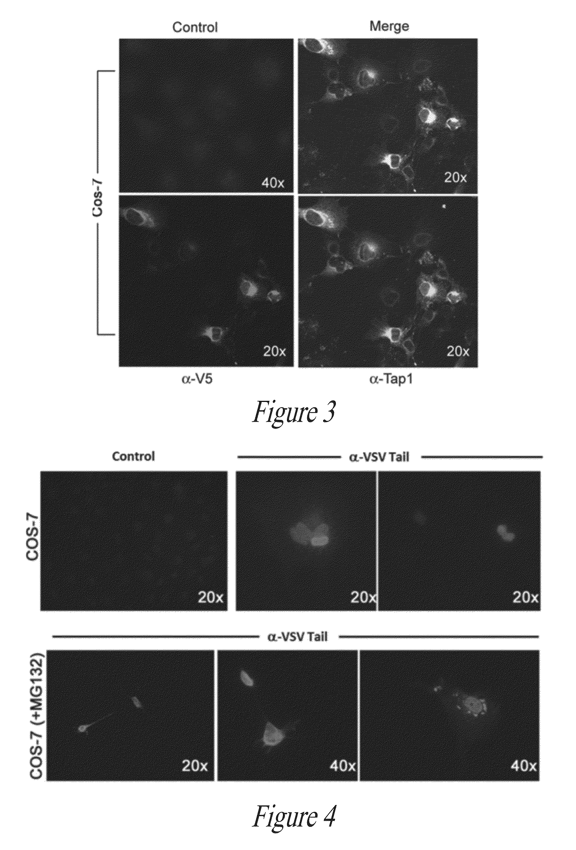 Nucleic acid molecule vaccine compositions and uses thereof