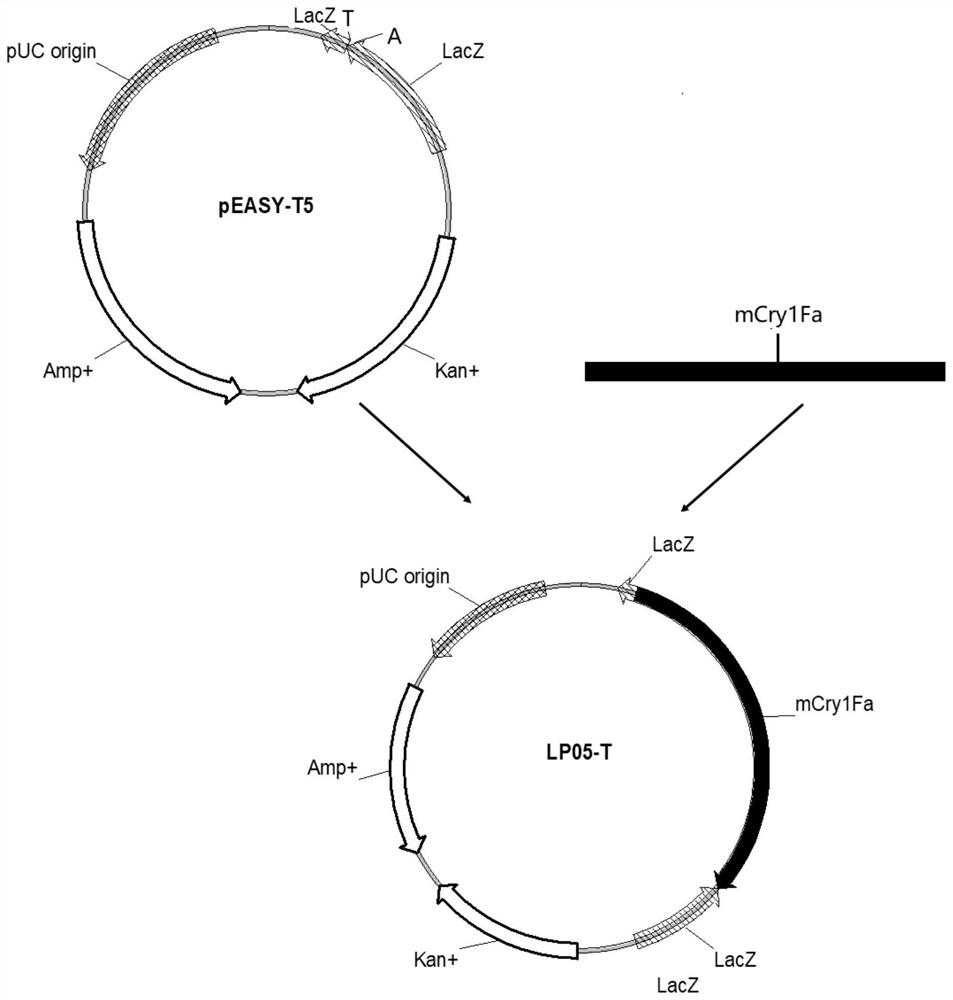 A kind of plant anti-insect protein and its coding gene and application