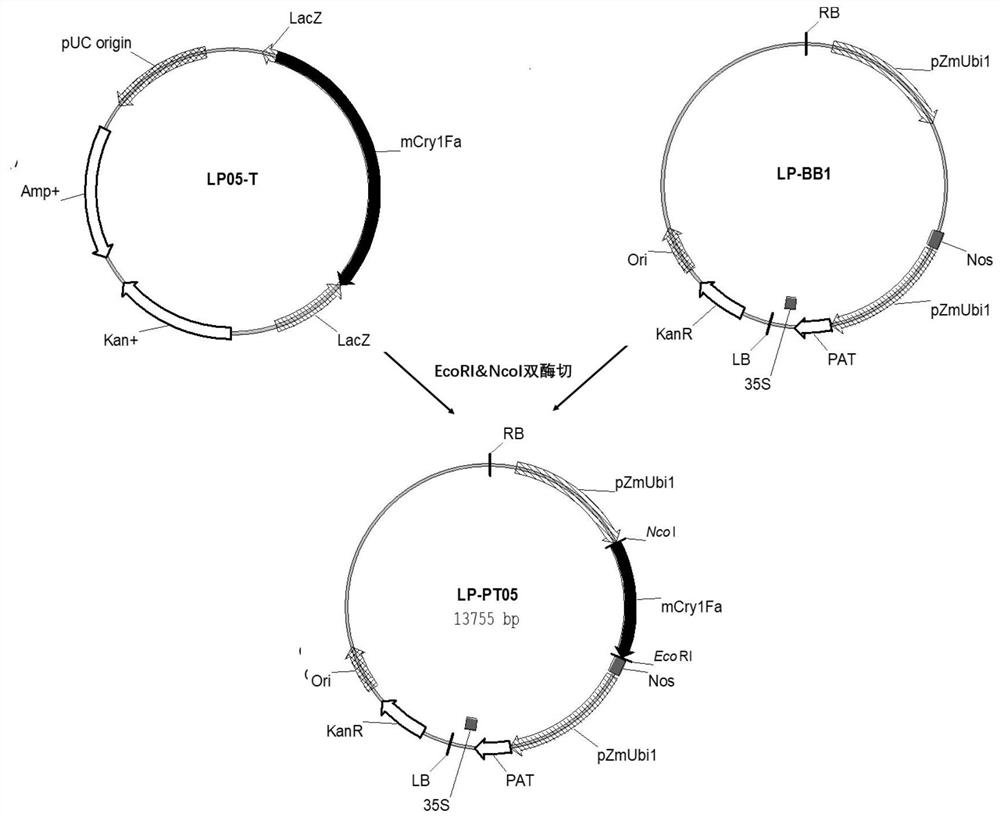 A kind of plant anti-insect protein and its coding gene and application