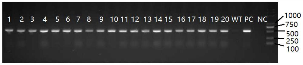 A kind of plant anti-insect protein and its coding gene and application