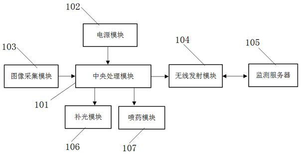 Method and system for monitoring conopomorpha sinensis