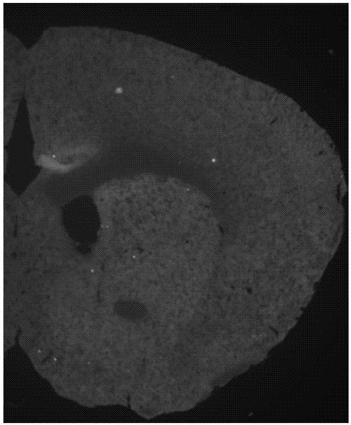 Mouse Shank 3 gene cRNA probe and in-situ hybridization color development method