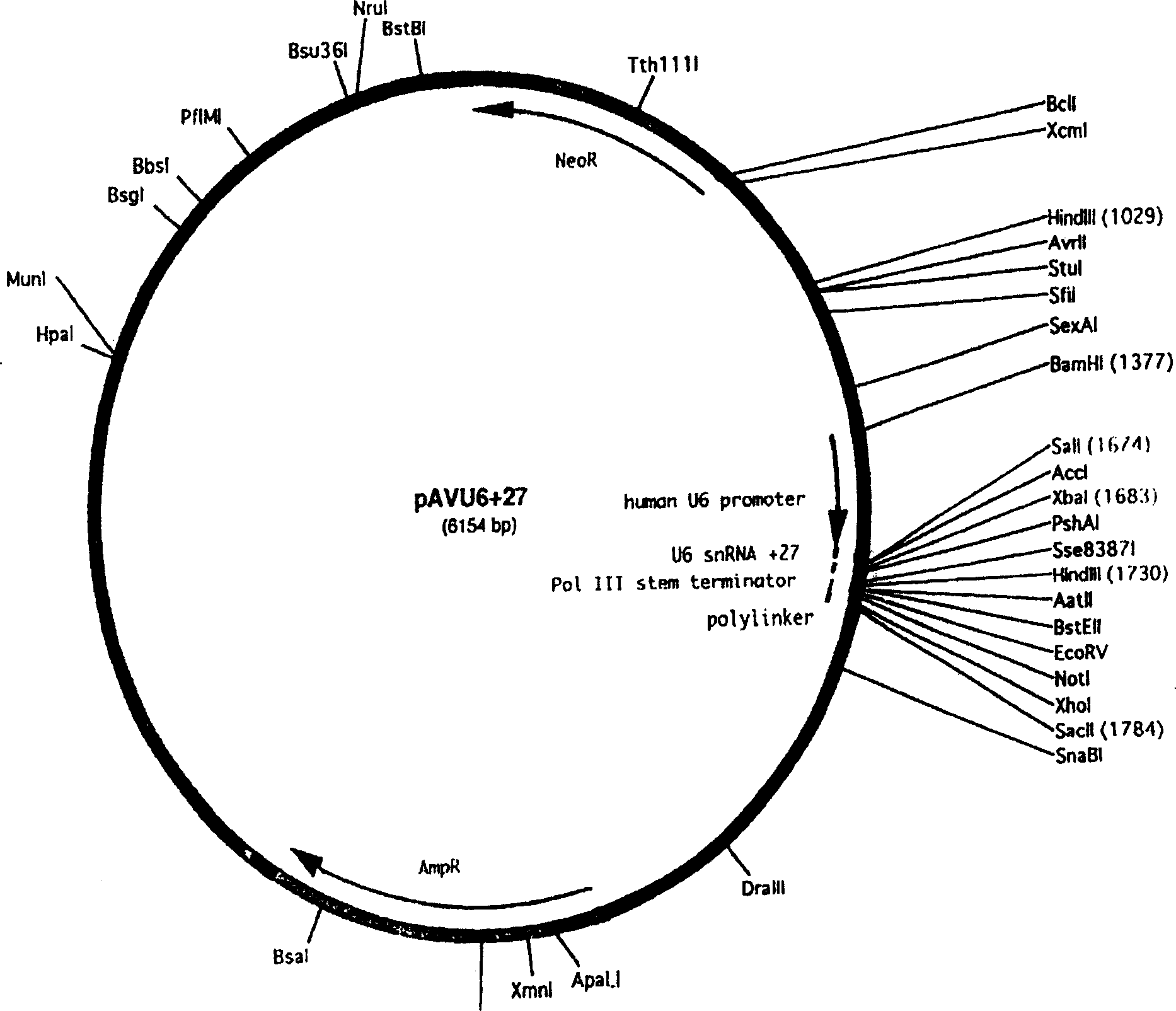 SiRNA and expression plasmid for inhibiting human bc1-2 gene expression and their use for preparing medicine