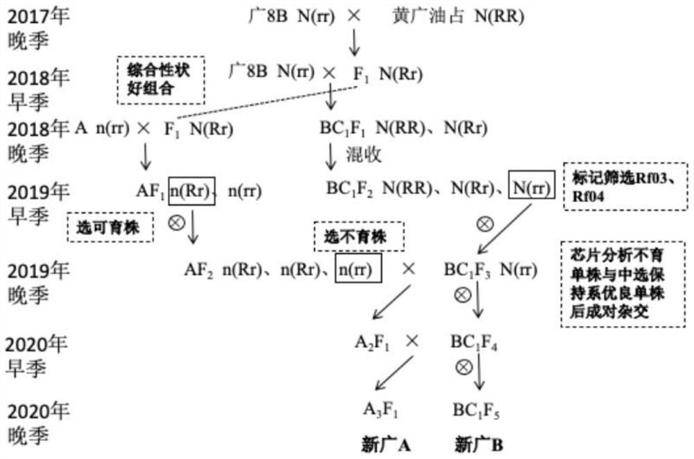 A method for rapid selection of three-line rice maintainer lines and sterile lines using rice genome analysis technology