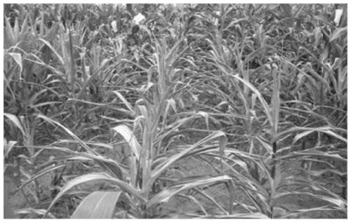 Key gene of methylation of side chains of corn xylan, expression vector and application