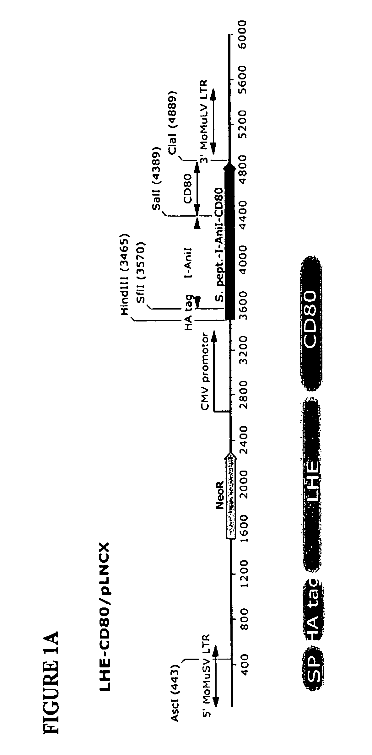 Compositions and methods comprising the use of cell surface displayed homing endonucleases