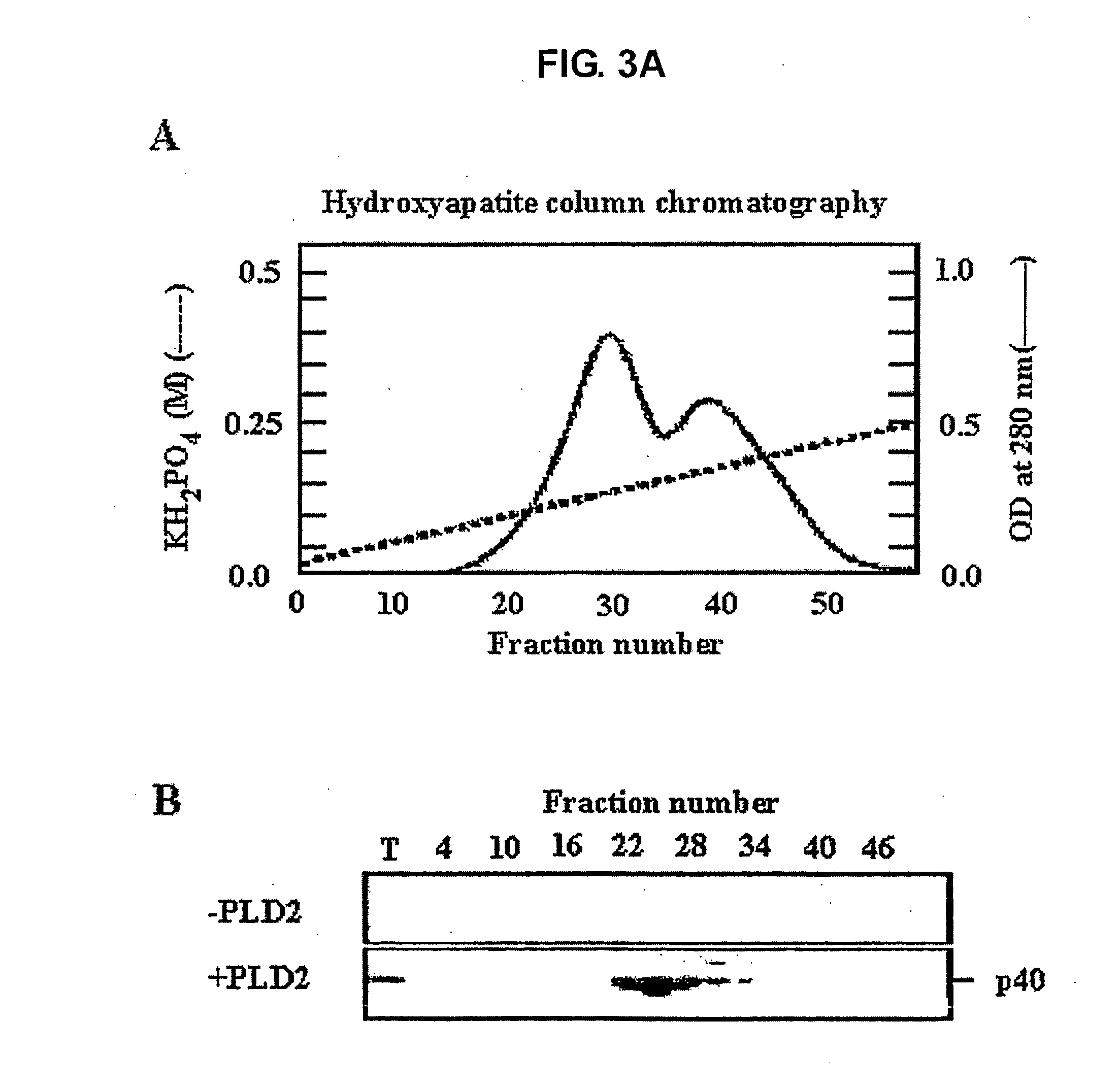 Peptide complexes containing phospholipase d