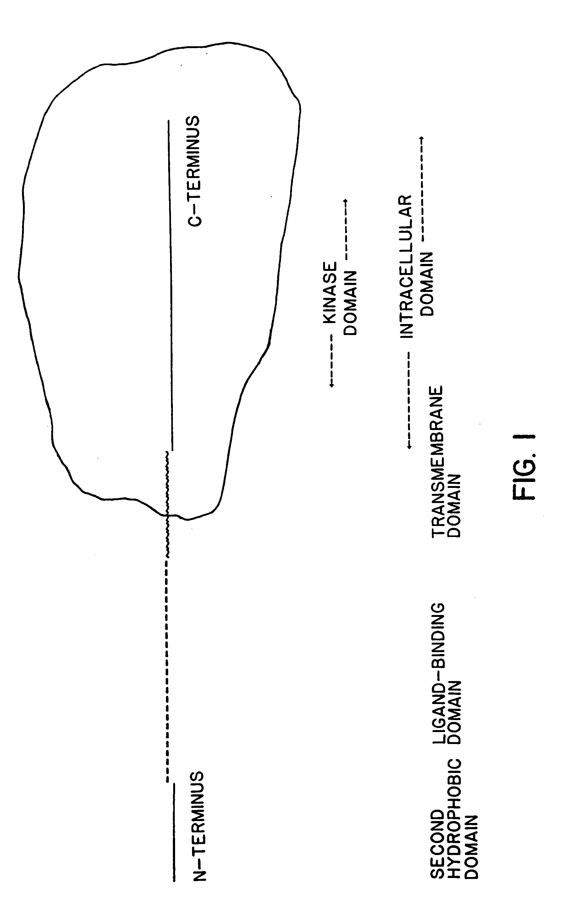 Cloning and recombinant production of CRF receptor(s)