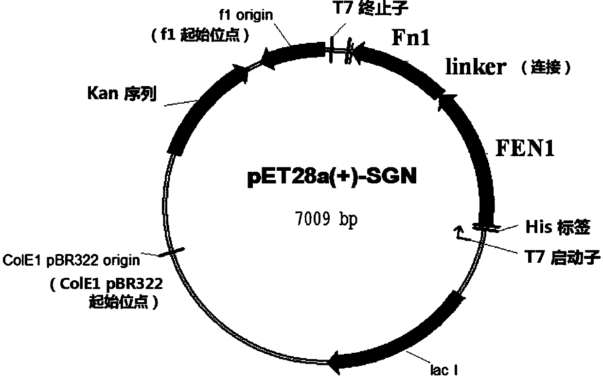 Target polynucleotide editing method and application thereof