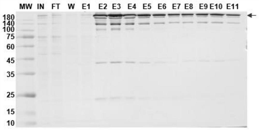 Dual-specific fusion protein antibody for treating intestinal cancer and application of dual-specific fusion protein antibody