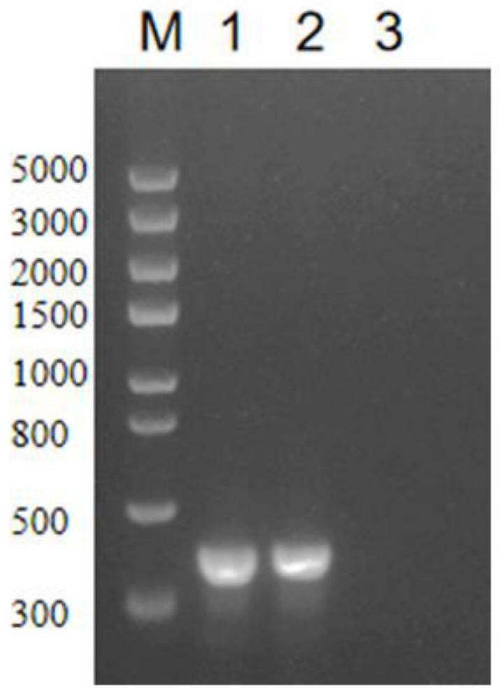 Serum-free high-density fermentation culture process for serum type 9 streptococcus suis