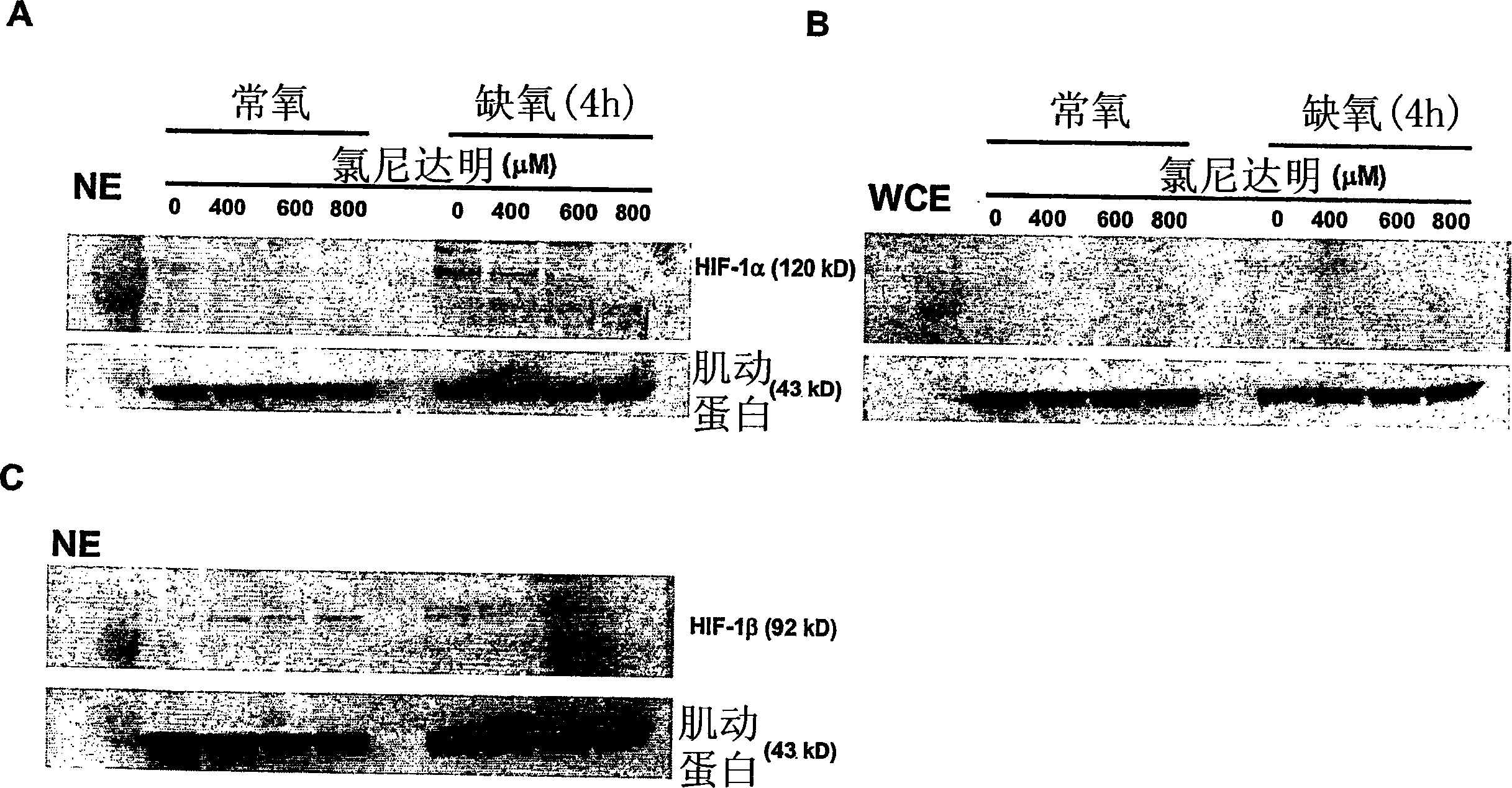 Combination therapies for the treatment of cancer