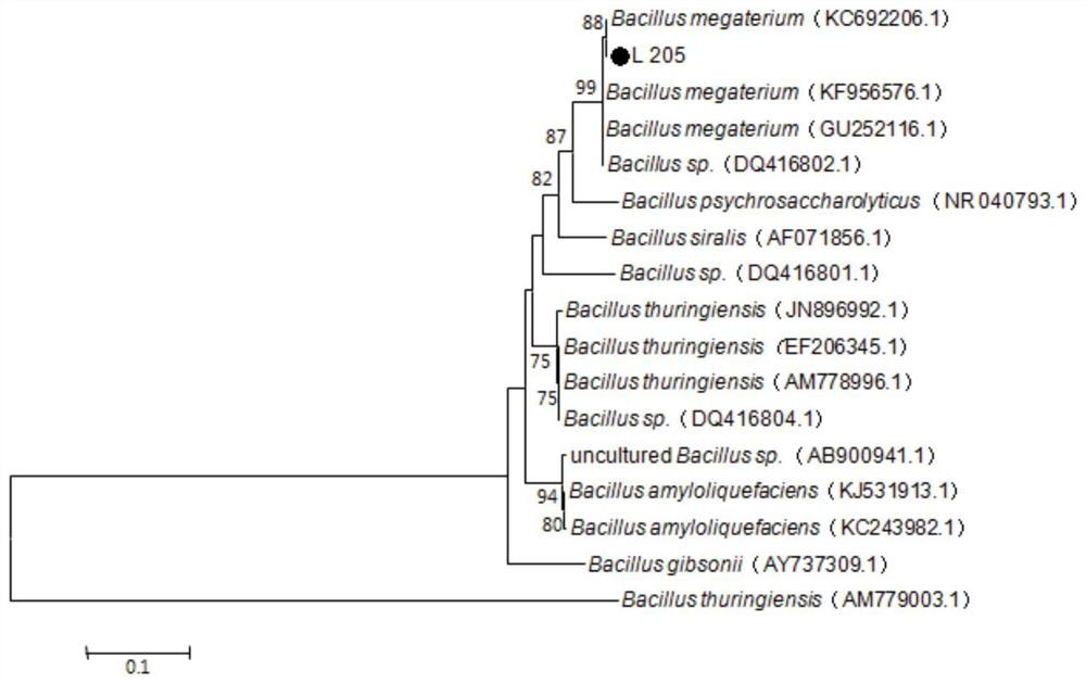 A high-efficiency phosphate-solubilizing Bacillus megaterium in the rhizosphere of forest trees and its application