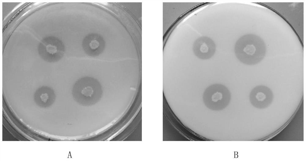 A high-efficiency phosphate-solubilizing Bacillus megaterium in the rhizosphere of forest trees and its application