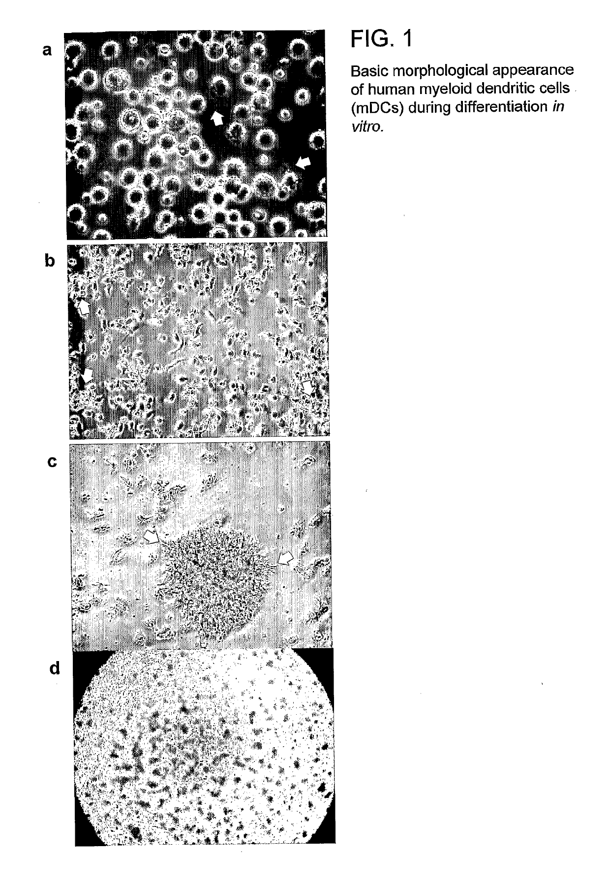 Carbohydrate-Derivatized Liposomes for Targeting Cellular Carbohydrate Recognition Domains of Ctl/Ctld Lectins, and Intracellular Delivery of Therapeutically Active Compounds