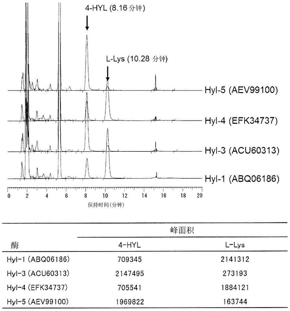 Production method for l-lysine hydroxylase and hydroxy-l-lysine using same, and production method for hydroxy-l-pipecolic acid