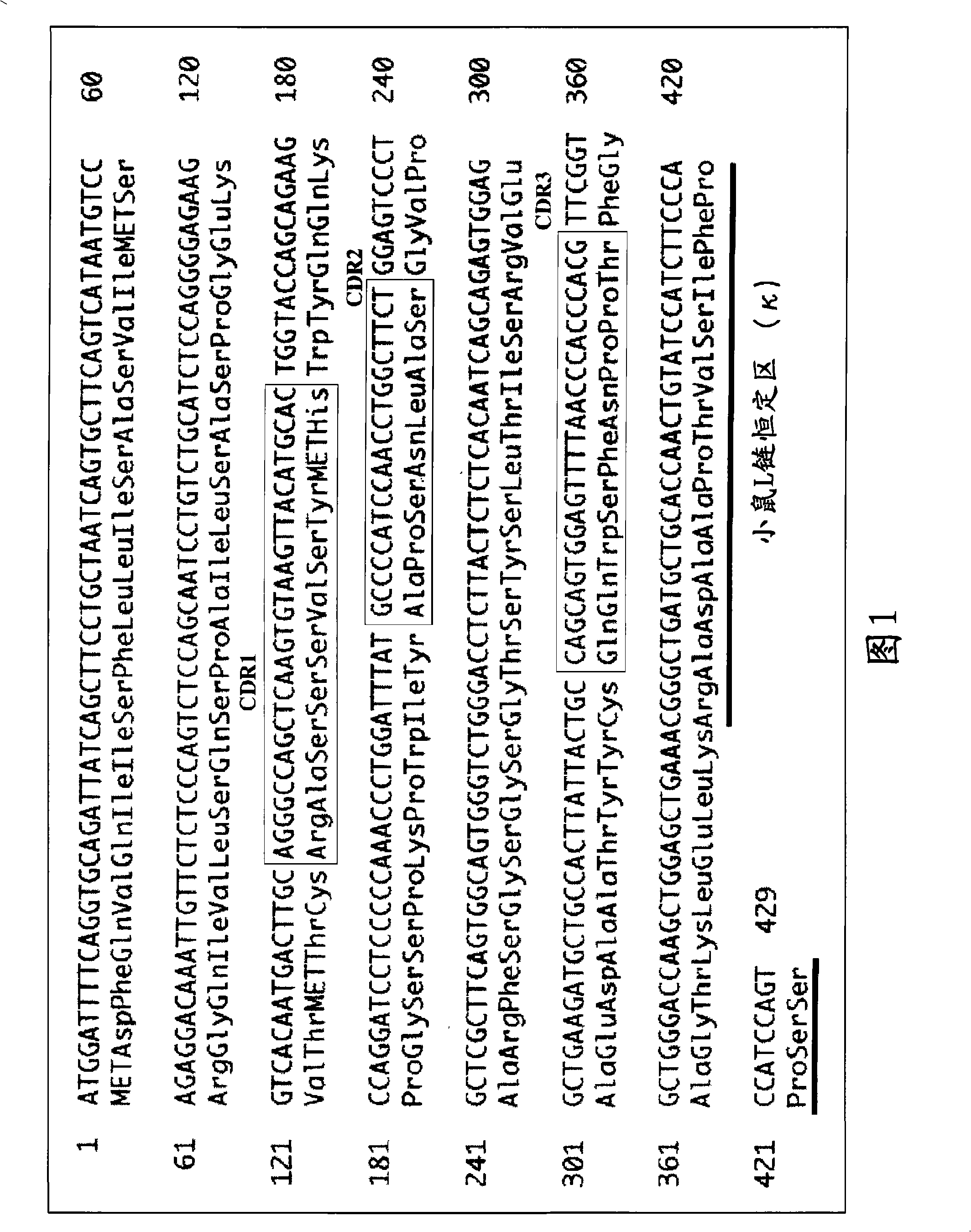 Antibody having enhanced adcc activity and method for production thereof