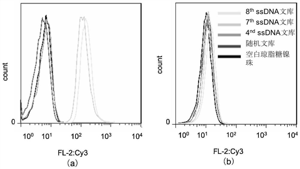 Nucleic acid aptamer specifically recognizing vimentin and its application