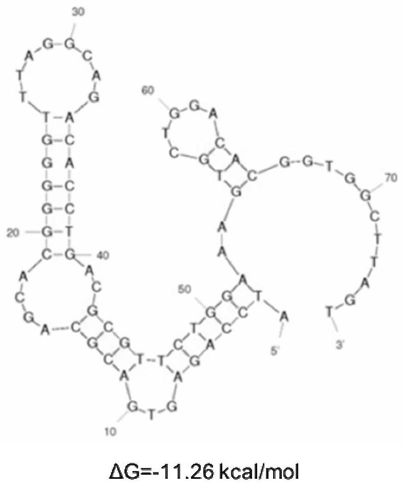 Nucleic acid aptamer specifically recognizing vimentin and its application