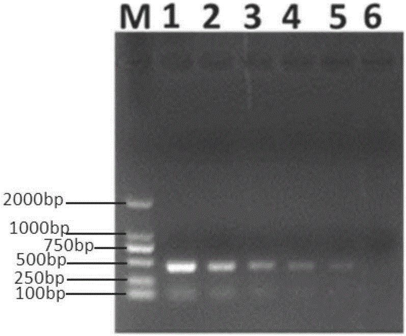 Pig atypical pestivirus RT-PCR detection specific primer, kit and detection method