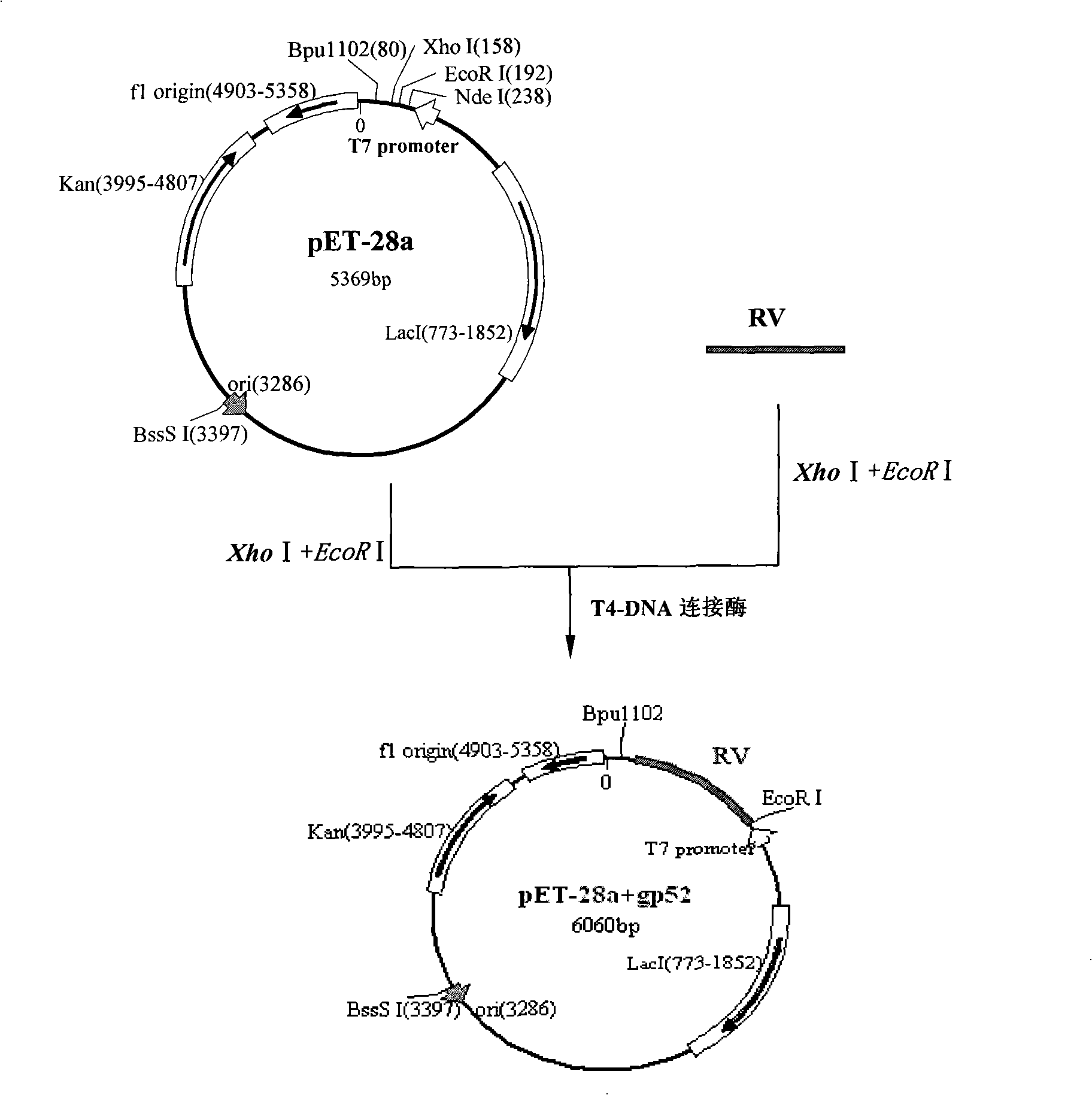 Recombinant rubella virus protein and uses thereof