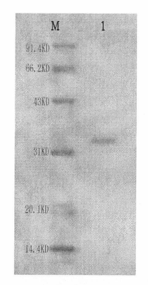 Recombinant rubella virus protein and uses thereof