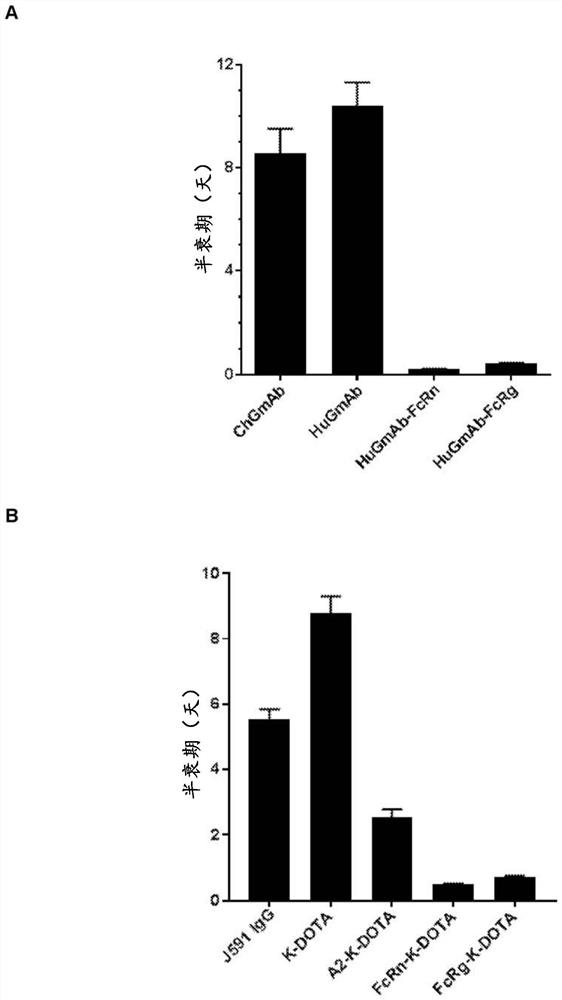 Antibodies against CAIX with reduced affinity for neonatal Fc receptor