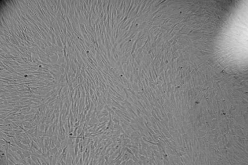 Mild enzyme cell digestive juice for stem cells