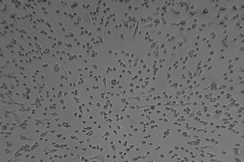 Mild enzyme cell digestive juice for stem cells