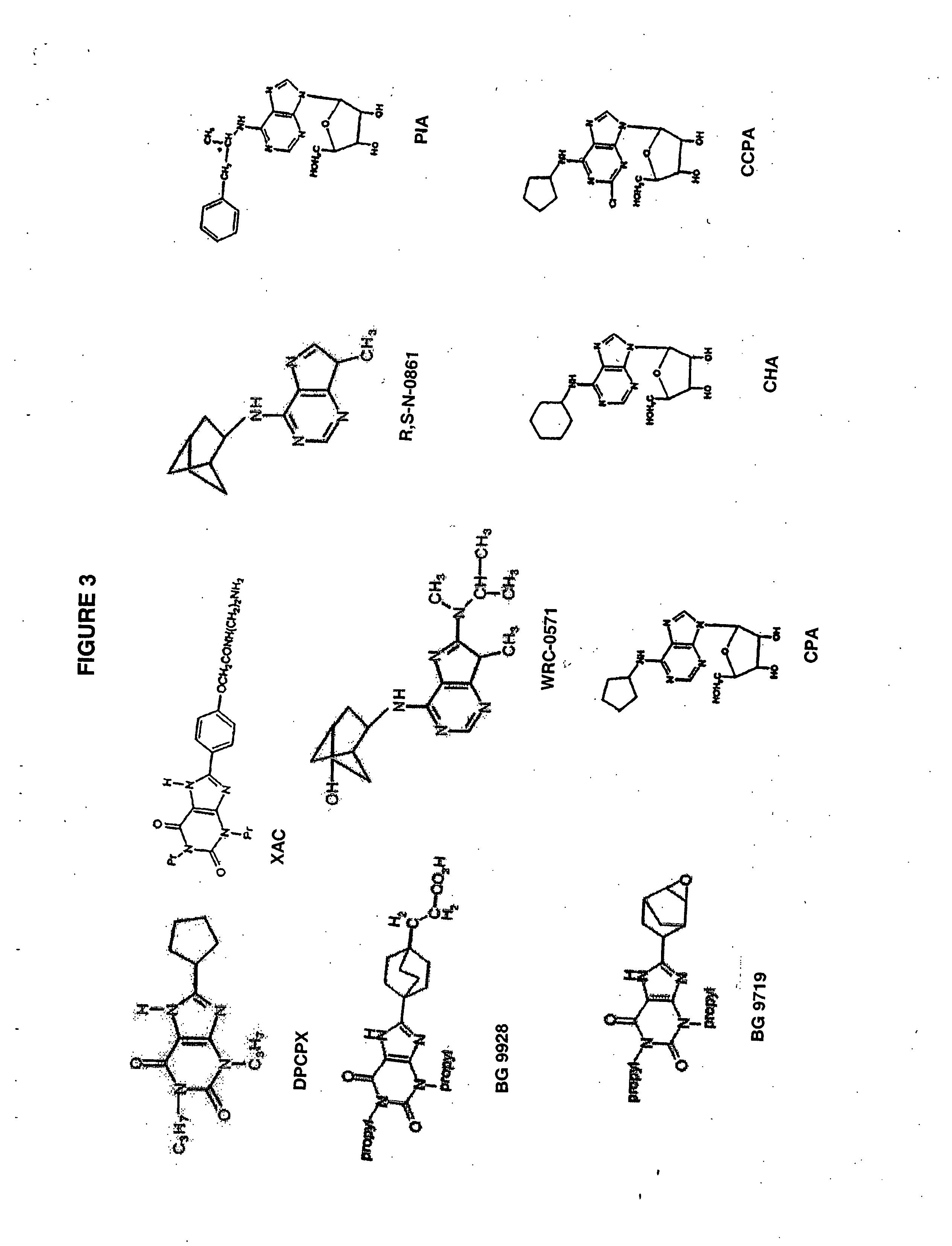 Methods and compositions for treating disorders associated with increased bone turnover and osteopenia