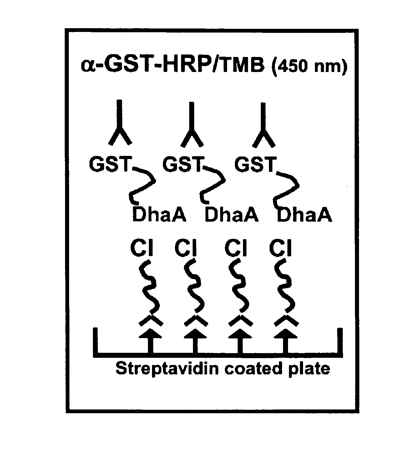 Method of immobilizing a protein or molecule via a mutant dehalogenase that is bound to an immobilized dehalogenase substrate and linked directly or indirectly to the protein or molecule