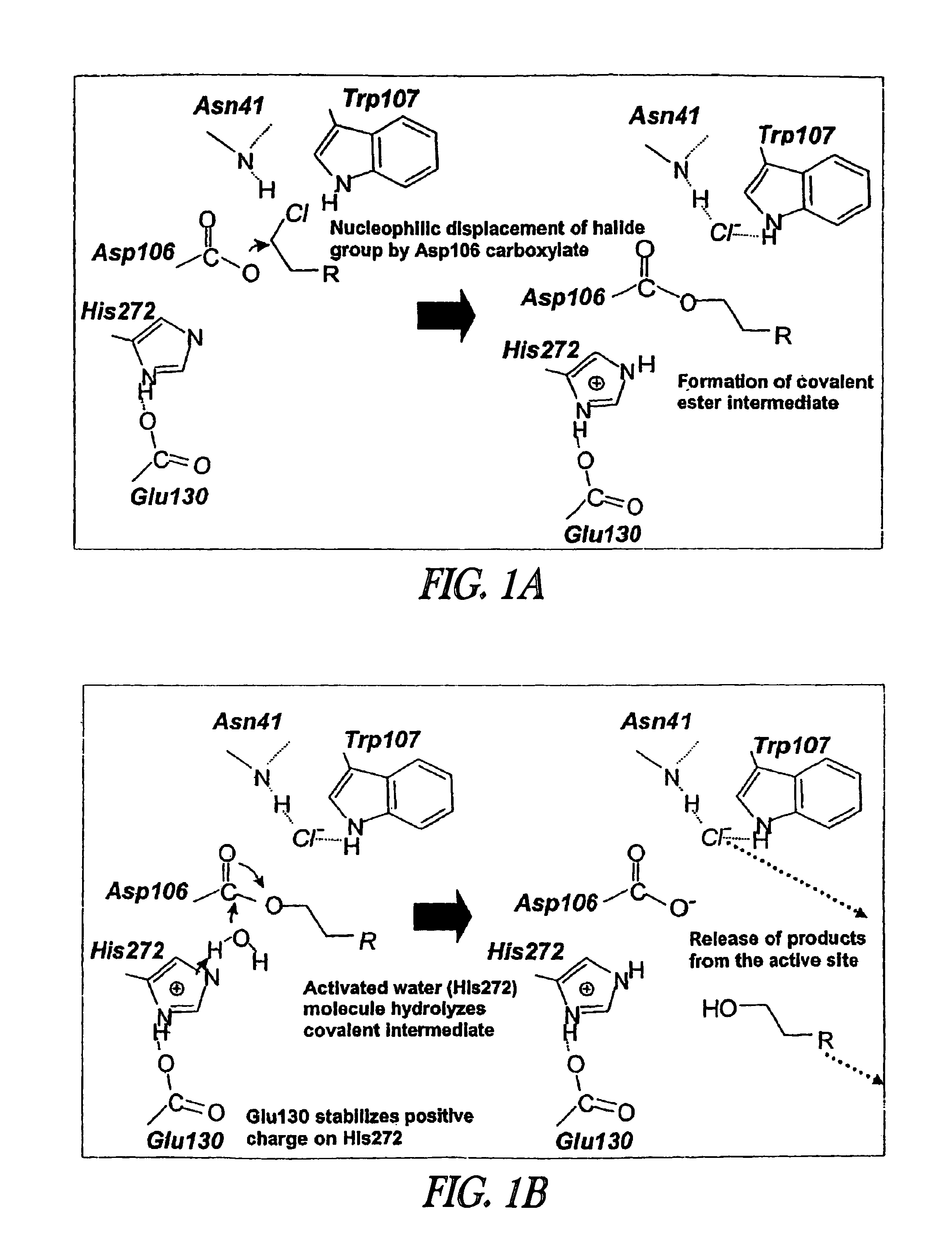 Method of immobilizing a protein or molecule via a mutant dehalogenase that is bound to an immobilized dehalogenase substrate and linked directly or indirectly to the protein or molecule