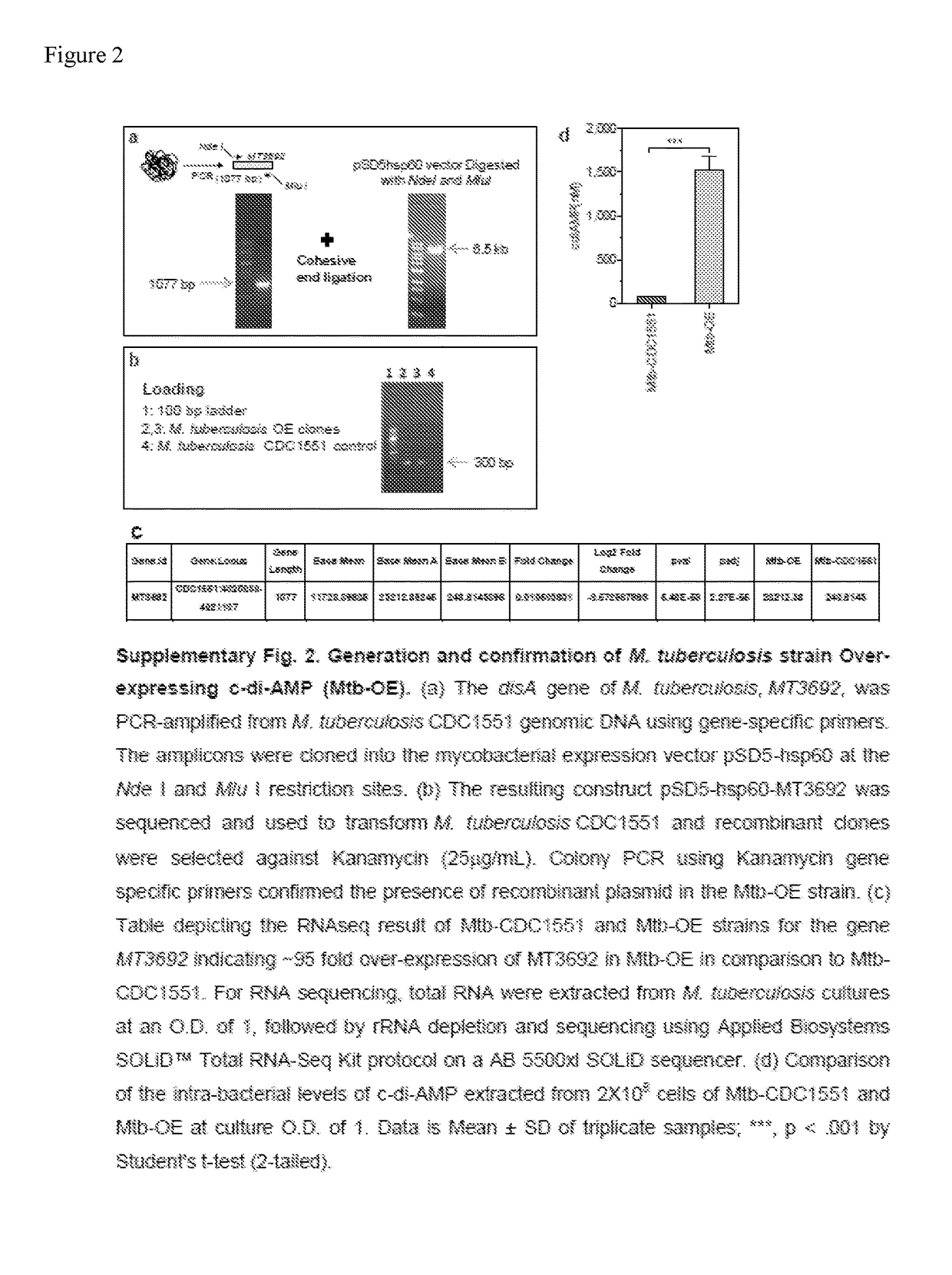 Bacteria over-expressing c-di-amp and therapeutic methods