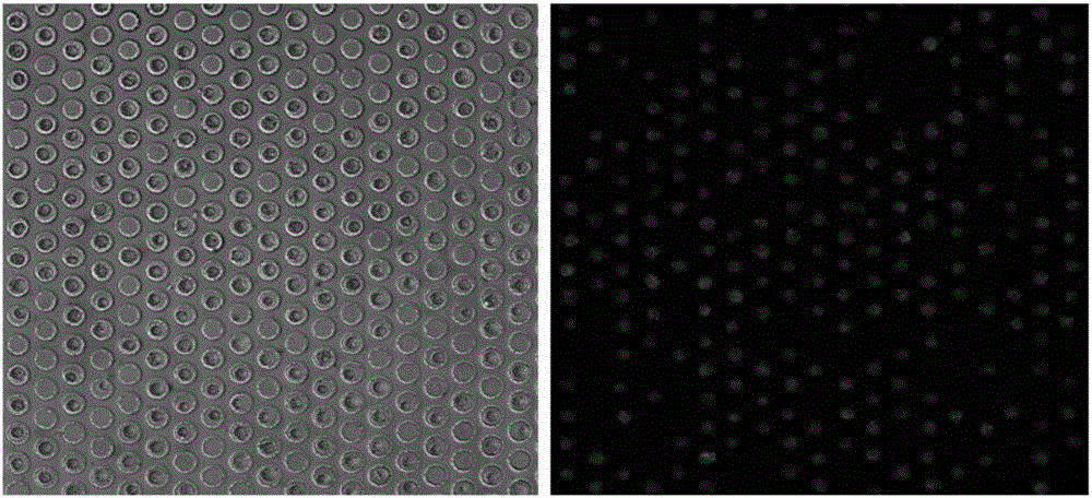 Method and kit for detecting free rare tumor cells in human biofluid sample